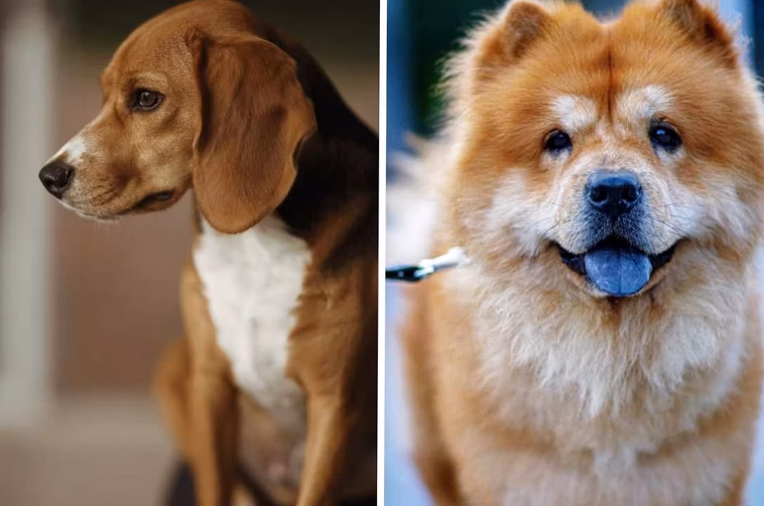 Samoyède vs Spitz japonais : quelles distinctions entre ces deux races de chiens à l&rsquo;allure similaire ?